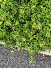 Phedimus kamtschaticus