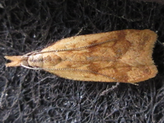 Dichomeris derasella