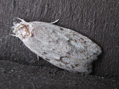 Scythropiodes hamatellus
