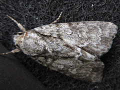 Acronicta adaucta