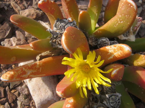 Glottiphyllum regium (Glottiphyllum regium)