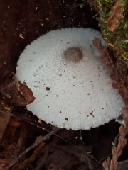 Leucocoprinus brebissonii