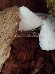 Leucocoprinus brebissonii