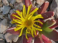Glottiphyllum regium