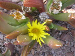 Glottiphyllum regium
