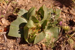 Colchicum scabromarginatum
