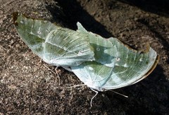 Protogoniomorpha parhassus