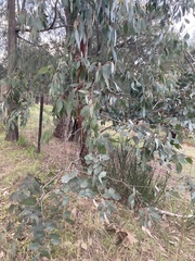 Eucalyptus aromaphloia