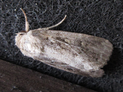 Spodoptera depravata