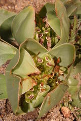 Colchicum scabromarginatum