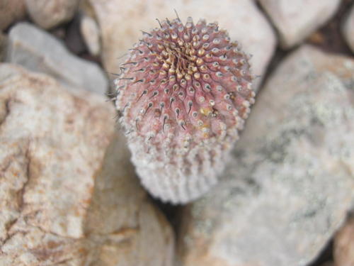 Hoodia pilifera (L.f.) Plowes 4