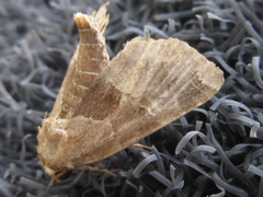 Niphonyx segregata