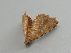 Elophila turbata