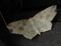 Pareclipsis gracilis