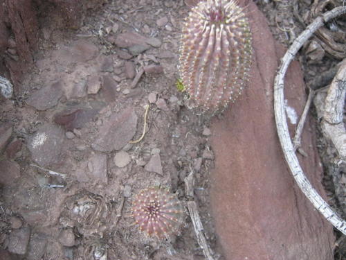 Hoodia pilifera (L.f.) Plowes 5