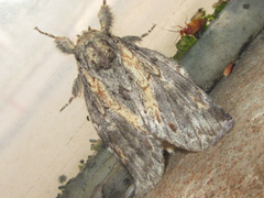 Peridea lativitta