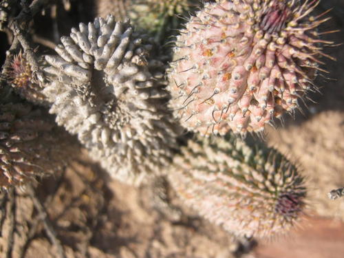 Hoodia pilifera (L.f.) Plowes 6