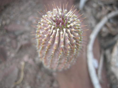 Hoodia pilifera (L.f.) Plowes 7