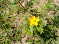 Kallstroemia peninsularis
