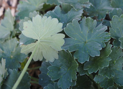 Geranium traversii