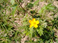 Kallstroemia peninsularis