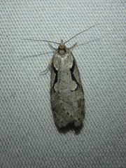 Semioscopis packardella