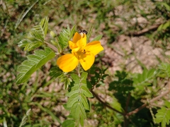 Kallstroemia peninsularis