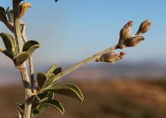 Psoralea hirta