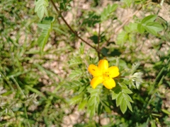 Kallstroemia peninsularis