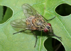 Diptera