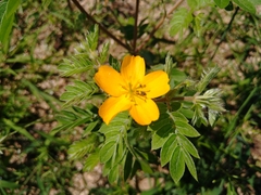 Kallstroemia peninsularis