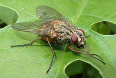 Diptera