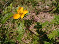 Kallstroemia peninsularis
