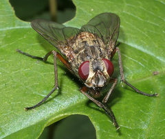 Diptera