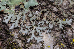 Physconia isidiigera