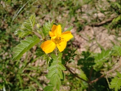 Kallstroemia peninsularis