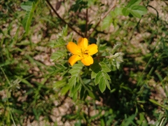 Kallstroemia peninsularis
