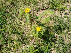 Kallstroemia peninsularis