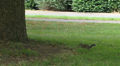 Sciurus carolinensis