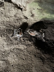 Turdus iliacus coburni