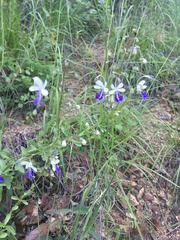 Trichostema arizonicum