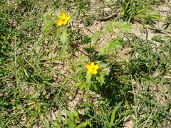 Kallstroemia peninsularis