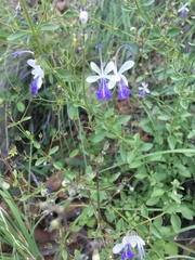 Trichostema arizonicum