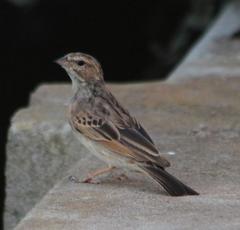 Emberiza impetuani
