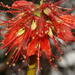 Greyia radlkoferi - Photo (c) peterweston, μερικά δικαιώματα διατηρούνται (CC BY-NC)