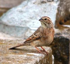Emberiza impetuani