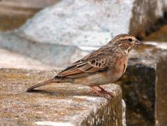 Emberiza impetuani