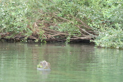 Castorimorpha