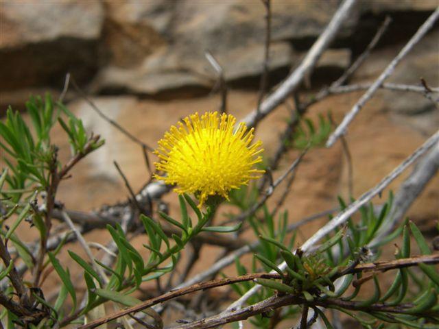 Pentatrichia