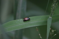 Callirhinus metallescens